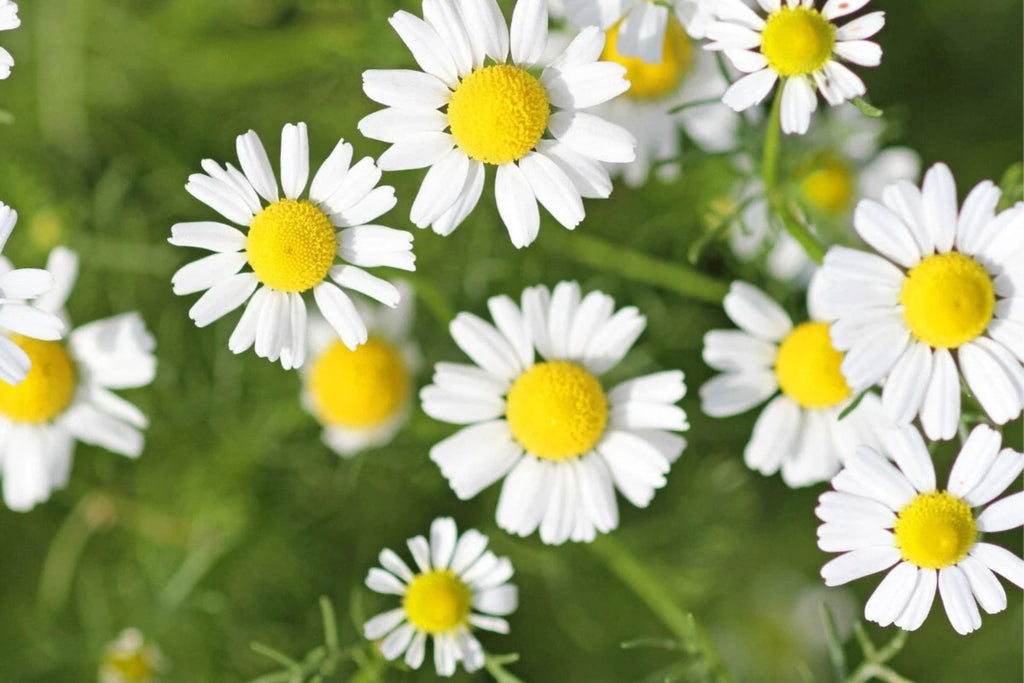 Roman Chamomile Seeds | Heirloom Non-GMO Anthemis nobilis for Fragrant Groundcover & Herbal Tea