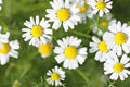 Roman Chamomile Seeds | Heirloom Non-GMO Anthemis nobilis for Fragrant Groundcover & Herbal Tea