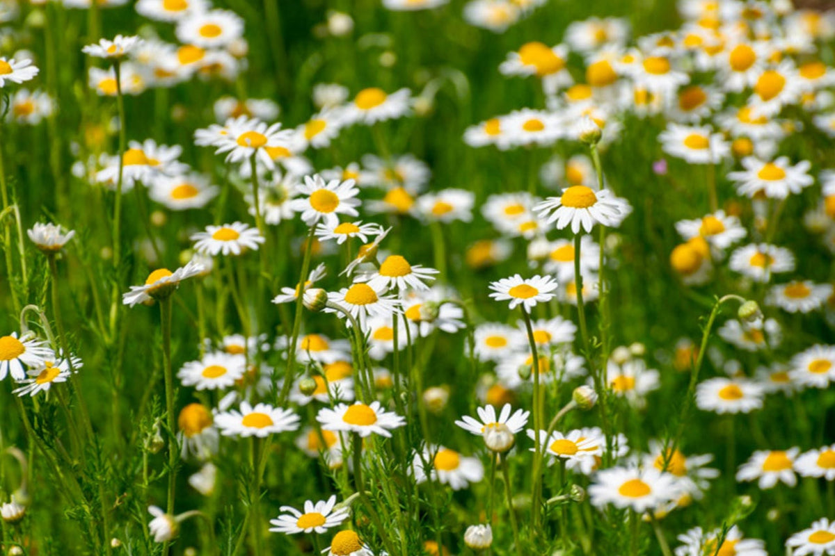 Roman Chamomile Seeds | Heirloom Non-GMO Anthemis nobilis for Fragrant Groundcover & Herbal Tea