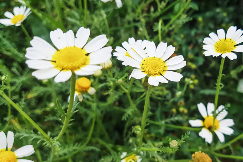 Roman Chamomile Seeds | Heirloom Non-GMO Anthemis nobilis for Fragrant Groundcover & Herbal Tea