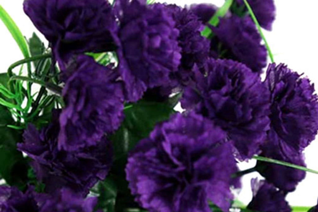 Grenadin King of Blacks Carnation Seeds – Deep Purple, Fragrant, Heirloom Dianthus Caryophyllus