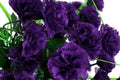 Grenadin King of Blacks Carnation Seeds – Deep Purple, Fragrant, Heirloom Dianthus Caryophyllus