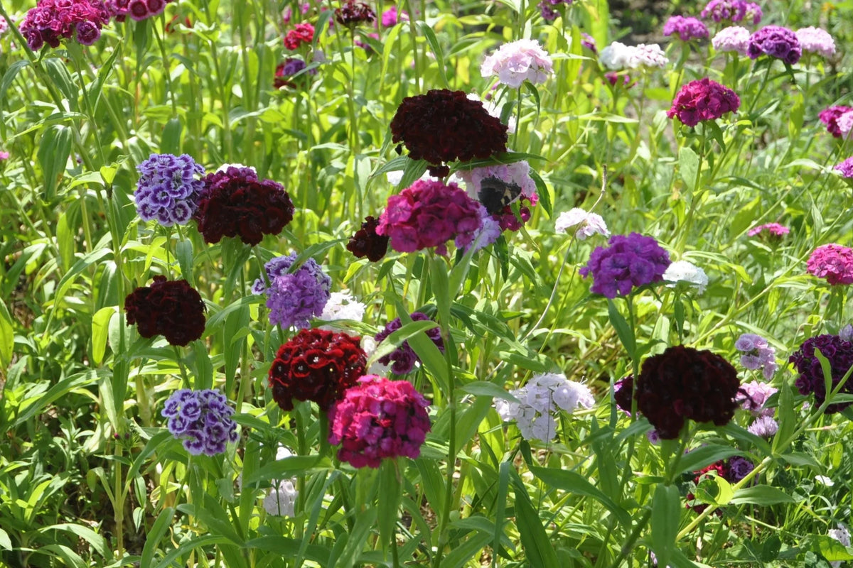 Grenadin King of Blacks Carnation Seeds – Deep Purple, Fragrant, Heirloom Dianthus Caryophyllus