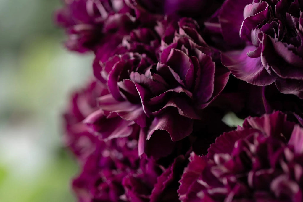 Grenadin King of Blacks Carnation Seeds – Deep Purple, Fragrant, Heirloom Dianthus Caryophyllus
