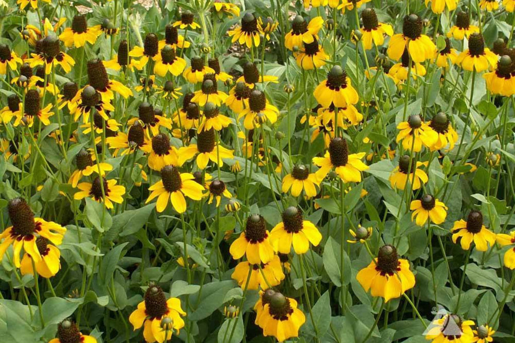 Clasping Coneflower Seeds (Rudbeckia amplexicaulis) – Annual, Drought-Tolerant, Pollinator-Attracting