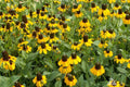 Clasping Coneflower Seeds (Rudbeckia amplexicaulis) – Annual, Drought-Tolerant, Pollinator-Attracting