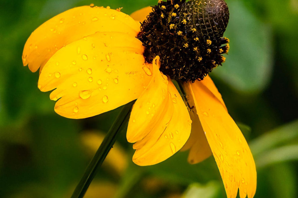 Clasping Coneflower Seeds (Rudbeckia amplexicaulis) – Annual, Drought-Tolerant, Pollinator-Attracting