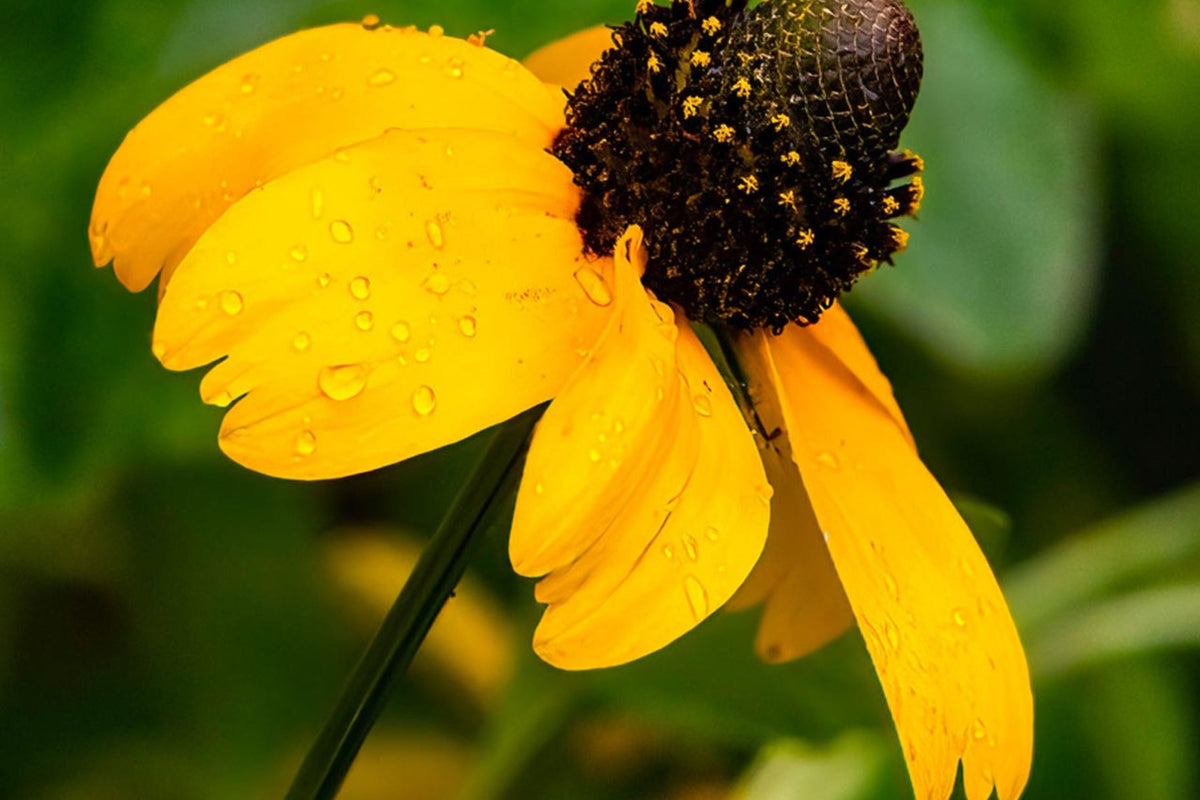 Clasping Coneflower Seeds (Rudbeckia amplexicaulis) – Annual, Drought-Tolerant, Pollinator-Attracting