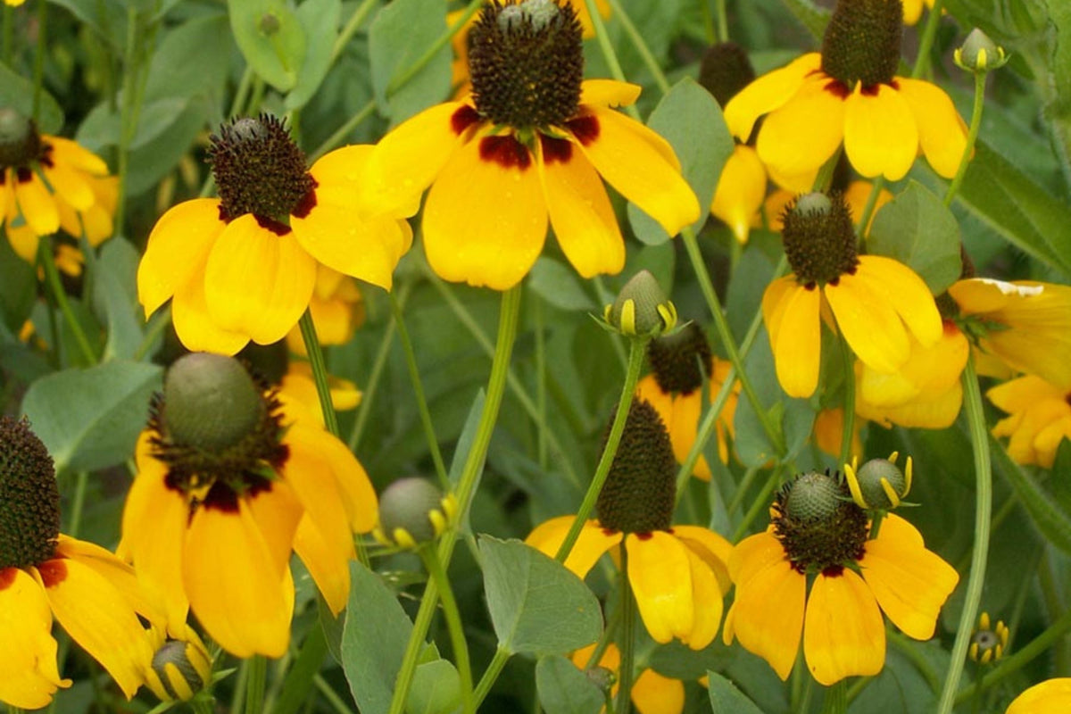 Clasping Coneflower Seeds (Rudbeckia amplexicaulis) – Annual, Drought-Tolerant, Pollinator-Attracting