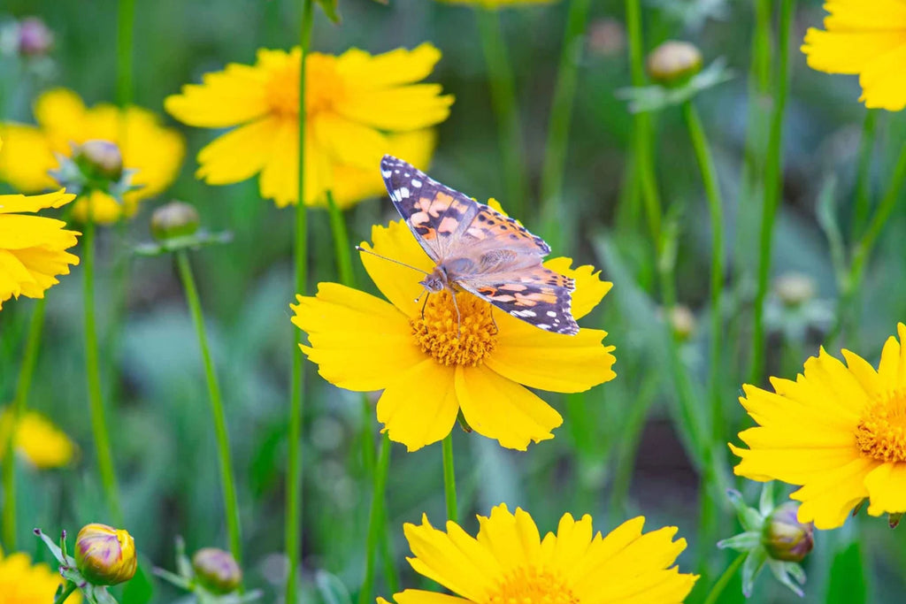Lance Leaf Coreopsis Seeds - Coreopsis lanceolata | Non-GMO, Drought-Tolerant Wildflower
