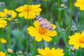 Lance Leaf Coreopsis Seeds - Coreopsis lanceolata | Non-GMO, Drought-Tolerant Wildflower
