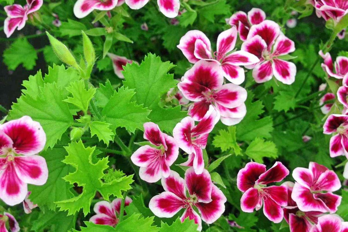 Citrosa Geranium Seeds - 25 Mosquito-Repellent Pelargonium citrosum