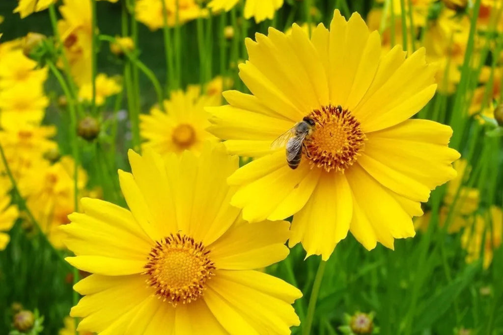 Lance Leaf Coreopsis Seeds - Coreopsis lanceolata | Non-GMO, Drought-Tolerant Wildflower