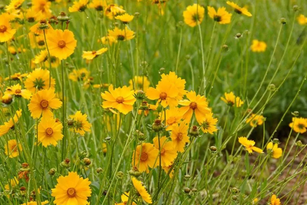 Lance Leaf Coreopsis Seeds - Coreopsis lanceolata | Non-GMO, Drought-Tolerant Wildflower