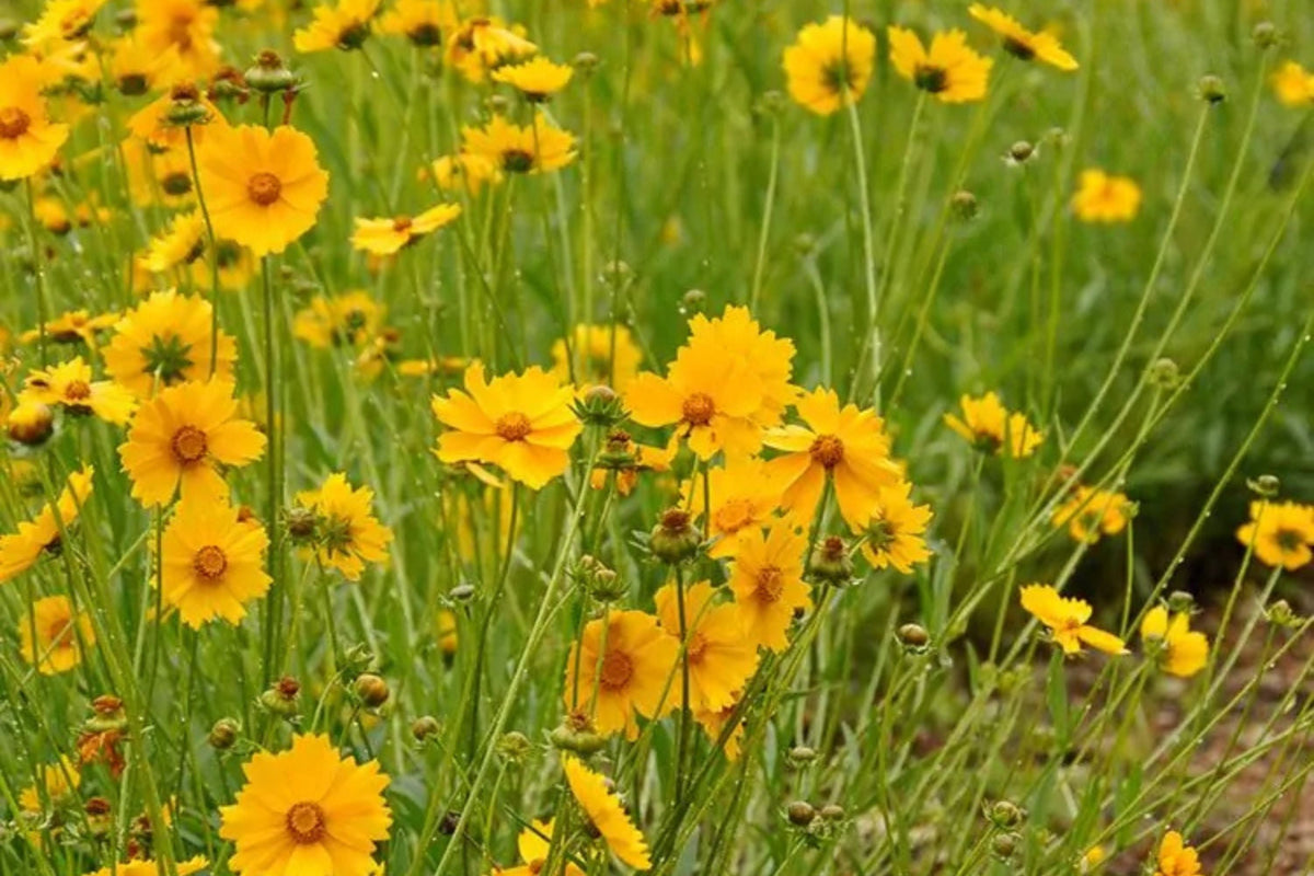 Lance Leaf Coreopsis Seeds - Coreopsis lanceolata | Non-GMO, Drought-Tolerant Wildflower