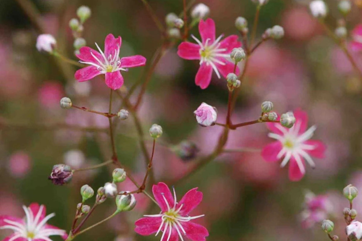 Crimson Red Carmine Baby's Breath Seeds | Gypsophila elegans – Non-GMO, Pink-Red Blooms