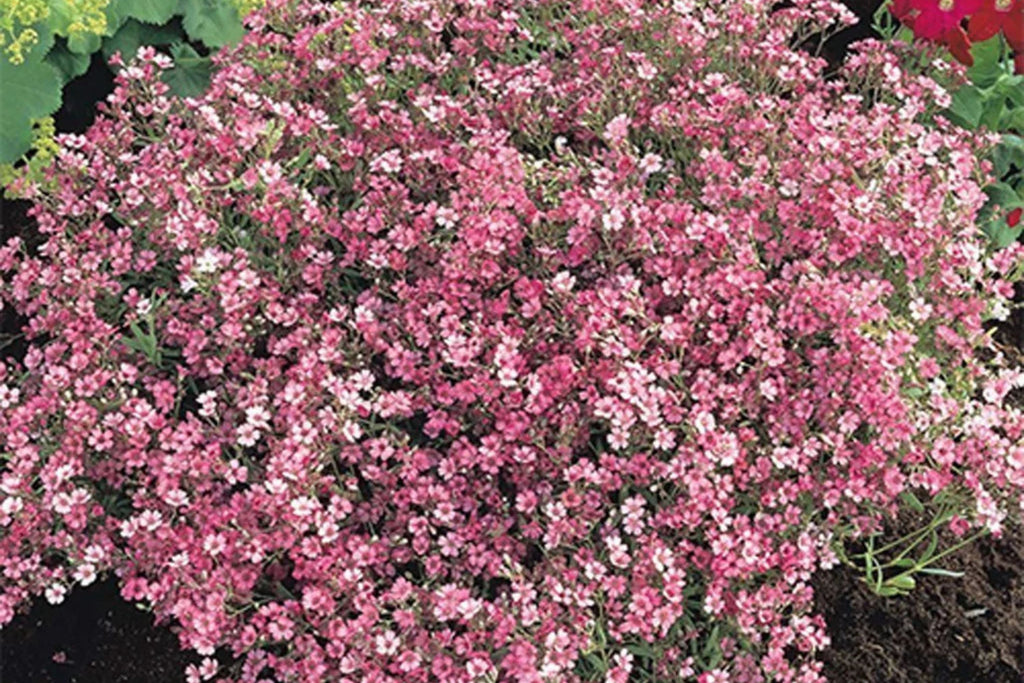 Crimson Red Carmine Baby's Breath Seeds | Gypsophila elegans – Non-GMO, Pink-Red Blooms