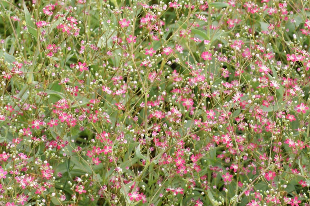 Crimson Red Carmine Baby's Breath Seeds | Gypsophila elegans – Non-GMO, Pink-Red Blooms