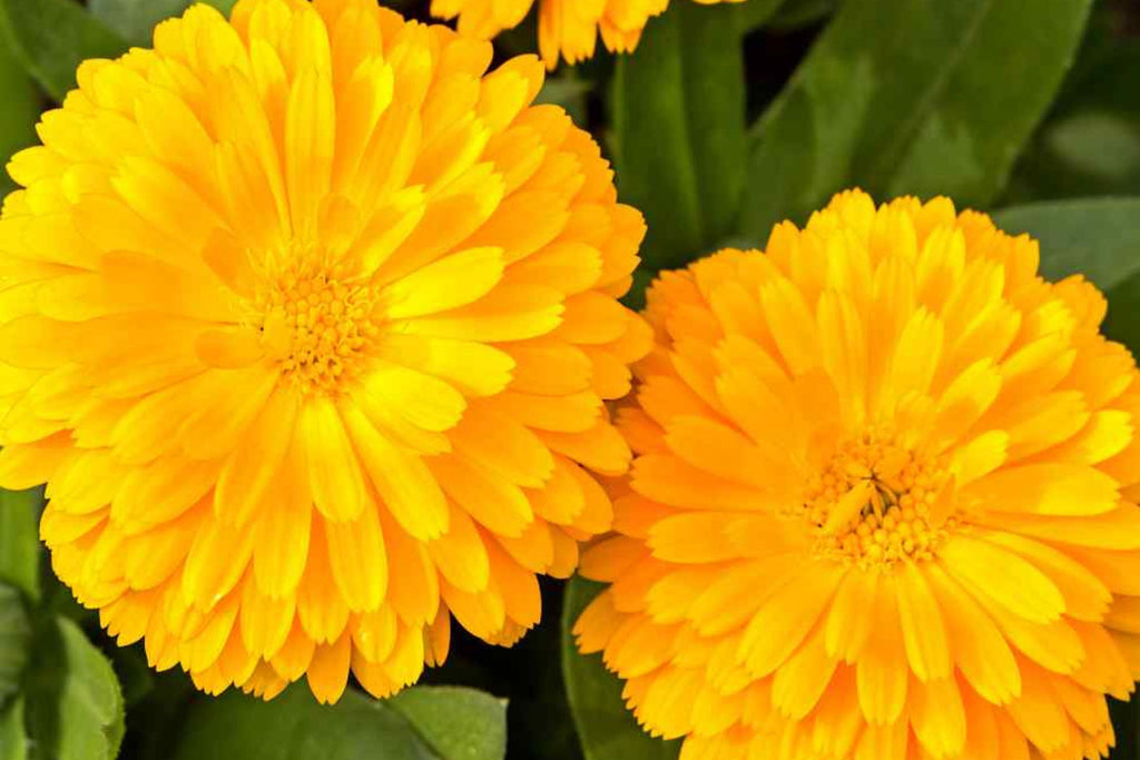 Golden Emperor Calendula Seeds | Non-GMO, Edible Yellow Flowers, Pollinator Friendly