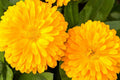 Golden Emperor Calendula Seeds | Non-GMO, Edible Yellow Flowers, Pollinator Friendly