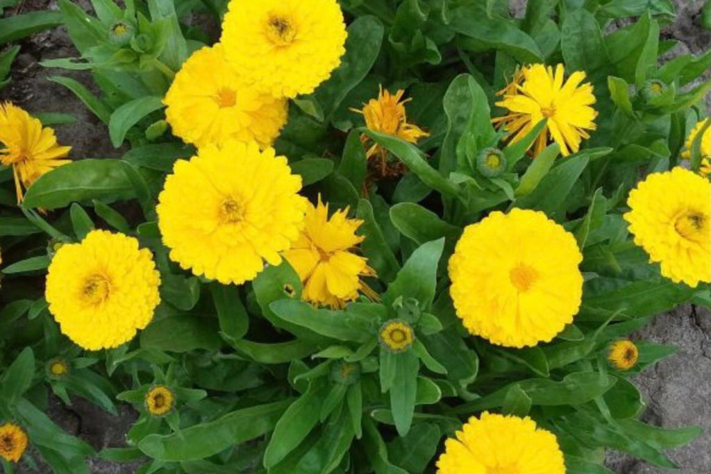 Golden Emperor Calendula Seeds | Non-GMO, Edible Yellow Flowers, Pollinator Friendly