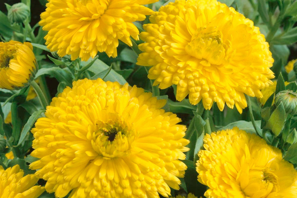 Golden Emperor Calendula Seeds | Non-GMO, Edible Yellow Flowers, Pollinator Friendly