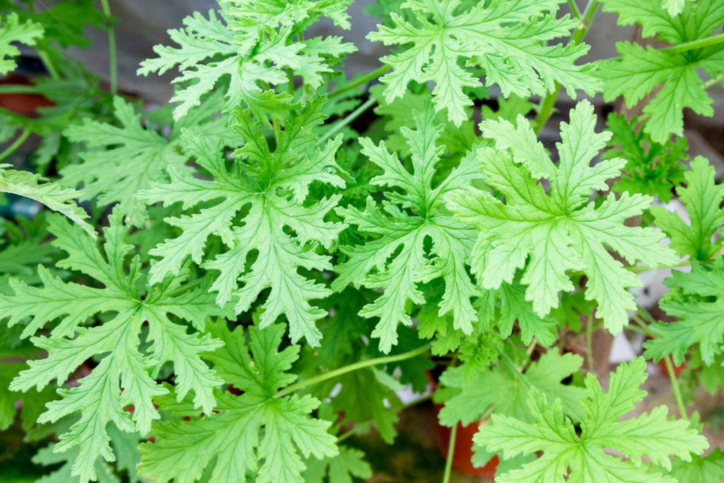 Citrosa Geranium Seeds - 25 Mosquito-Repellent Pelargonium citrosum
