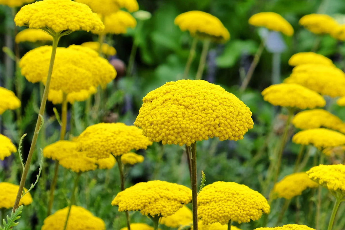 Gold Yarrow Seeds – Achillea filipendulina | Golden-Yellow Blooms, Drought-Tolerant, Non-GMO