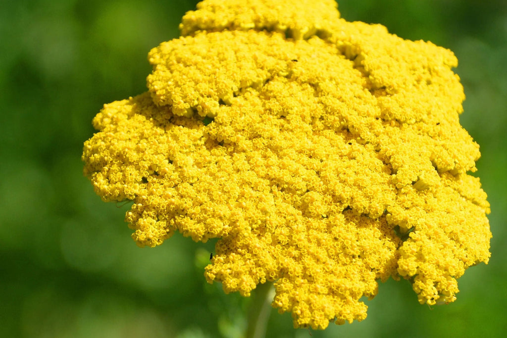 Gold Yarrow Seeds – Achillea filipendulina | Golden-Yellow Blooms, Drought-Tolerant, Non-GMO