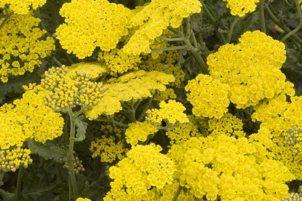 Gold Yarrow Seeds – Achillea filipendulina | Golden-Yellow Blooms, Drought-Tolerant, Non-GMO