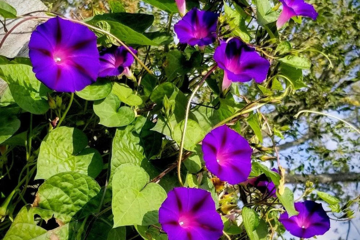 Grandpa Ott Morning Glory Seeds - Non-GMO, Purple Blooms, Fast-Growing Climbing Vine