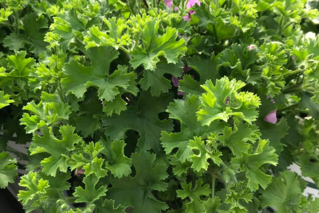 Citrosa Geranium Seeds - 25 Mosquito-Repellent Pelargonium citrosum