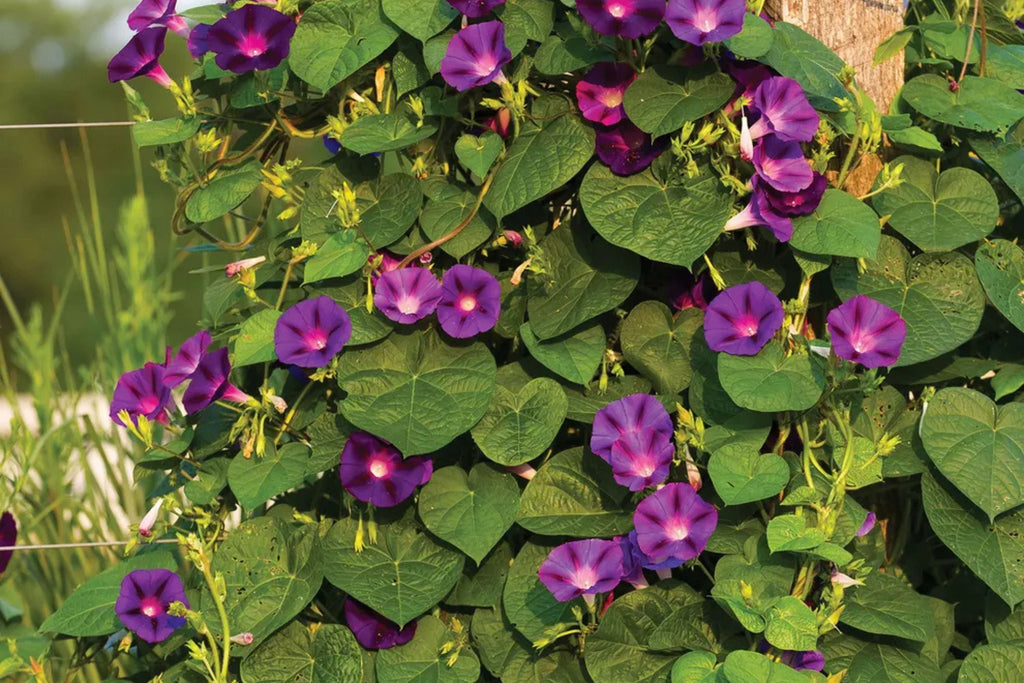 Grandpa Ott Morning Glory Seeds - Non-GMO, Purple Blooms, Fast-Growing Climbing Vine