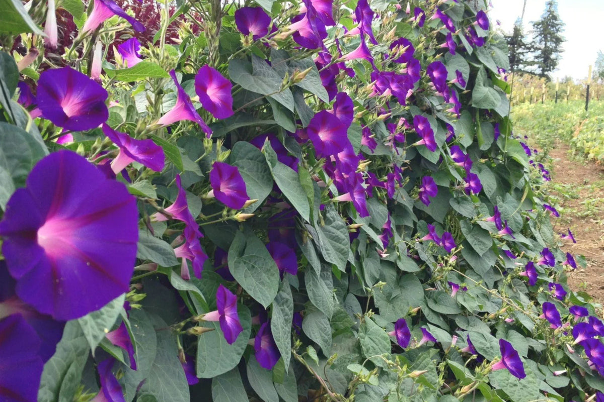 Grandpa Ott Morning Glory Seeds - Non-GMO, Purple Blooms, Fast-Growing Climbing Vine