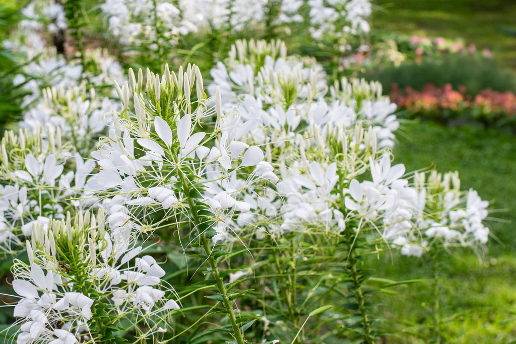 White Queen Cleome Seeds - Fragrant White Blooms, Pollinator Magnet, Drought-Tolerant
