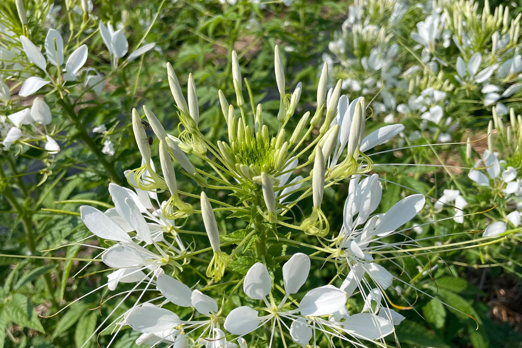 White Queen Cleome Seeds - Fragrant White Blooms, Pollinator Magnet, Drought-Tolerant