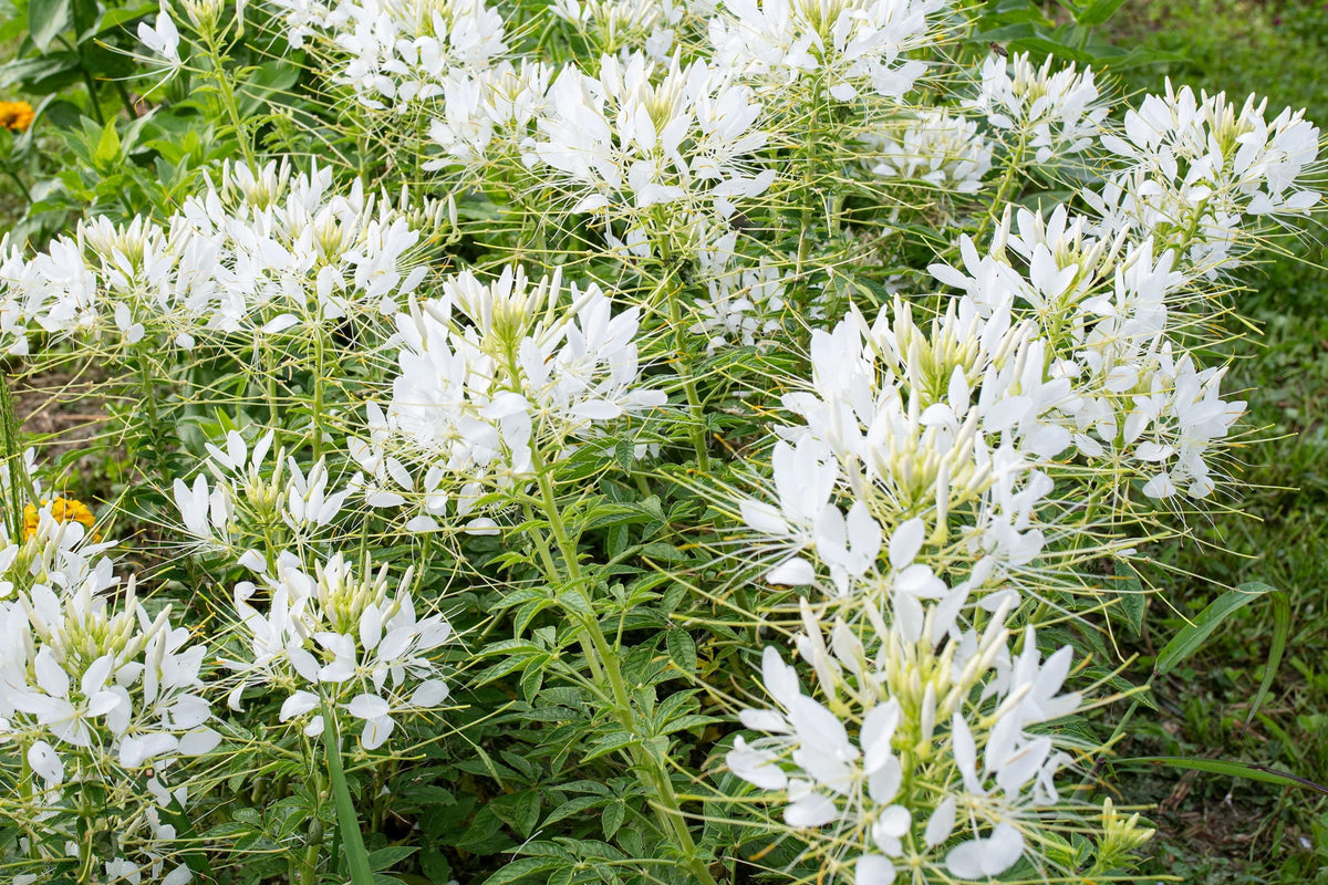 White Queen Cleome Seeds - Fragrant White Blooms, Pollinator Magnet, Drought-Tolerant