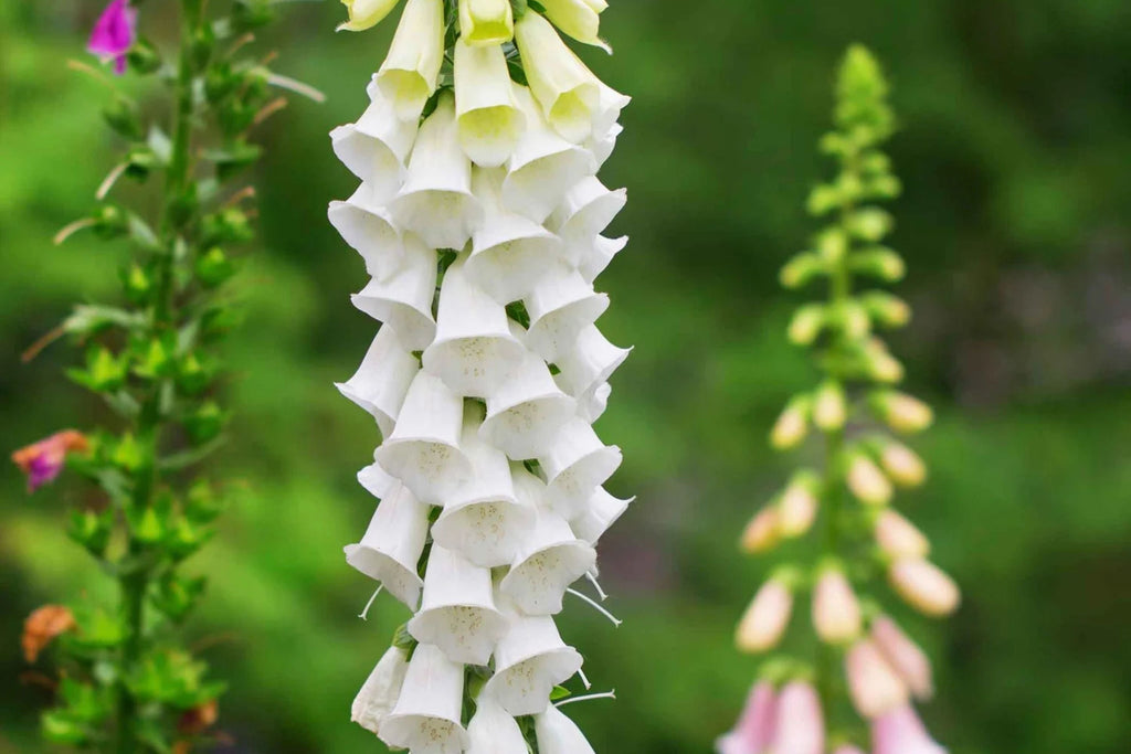 Alba Foxglove Seeds - White Digitalis purpurea, Biennial, Direct Sow