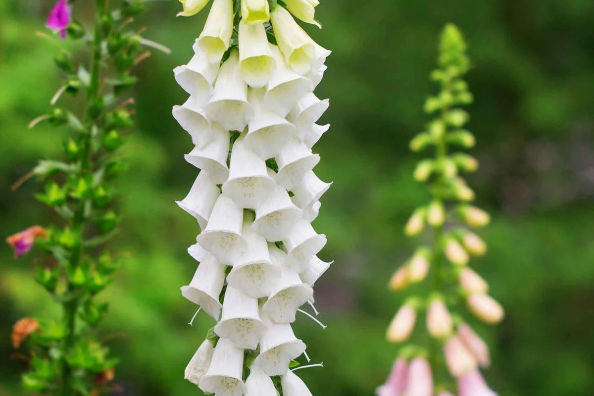 Alba Foxglove Seeds - White Digitalis purpurea, Biennial, Direct Sow