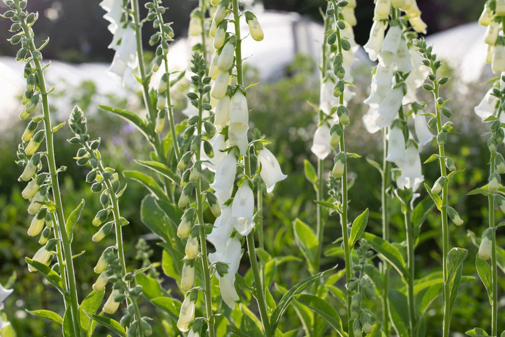 Alba Foxglove Seeds - White Digitalis purpurea, Biennial, Direct Sow