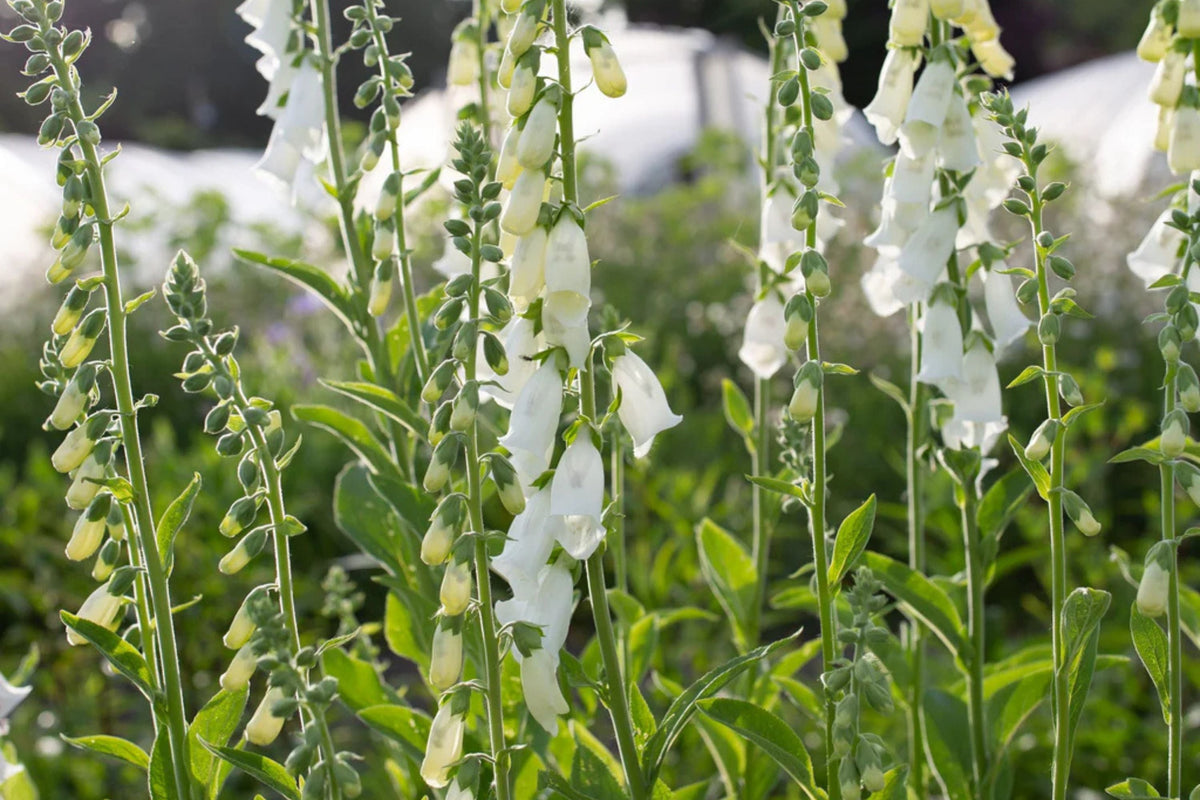 Alba Foxglove Seeds - White Digitalis purpurea, Biennial, Direct Sow