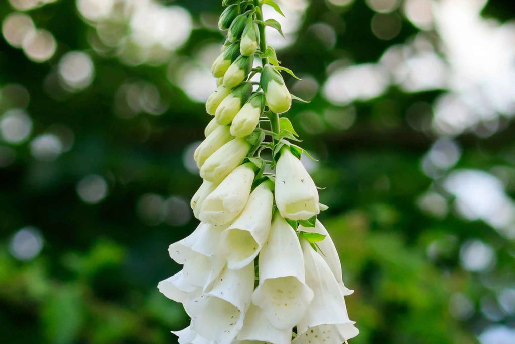 Alba Foxglove Seeds - White Digitalis purpurea, Biennial, Direct Sow