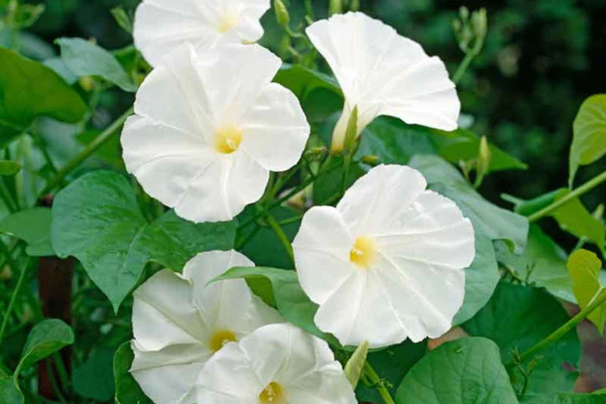 Pearly Gates Morning Glory Seeds - Ipomoea tricolor (Non-GMO) Pure White Blooms, Fast-Climbing Vine