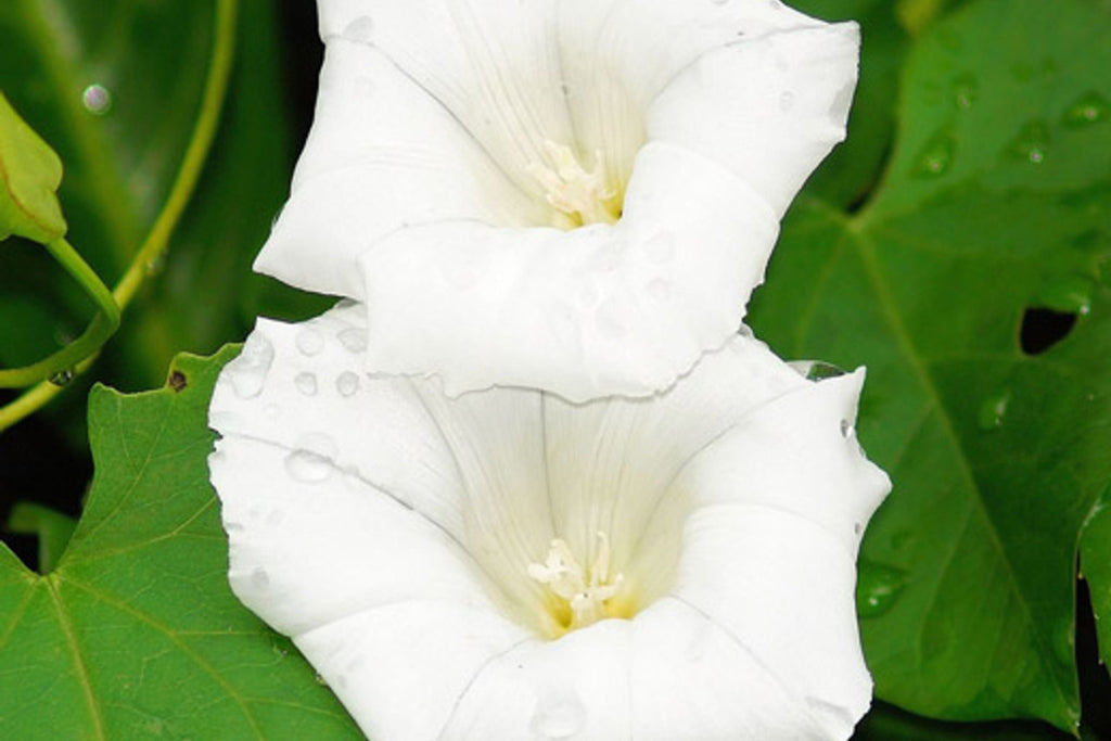 Pearly Gates Morning Glory Seeds - Ipomoea tricolor (Non-GMO) Pure White Blooms, Fast-Climbing Vine