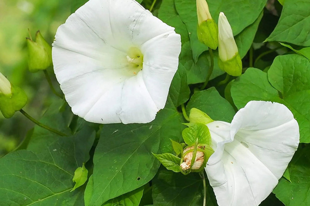 Pearly Gates Morning Glory Seeds - Ipomoea tricolor (Non-GMO) Pure White Blooms, Fast-Climbing Vine