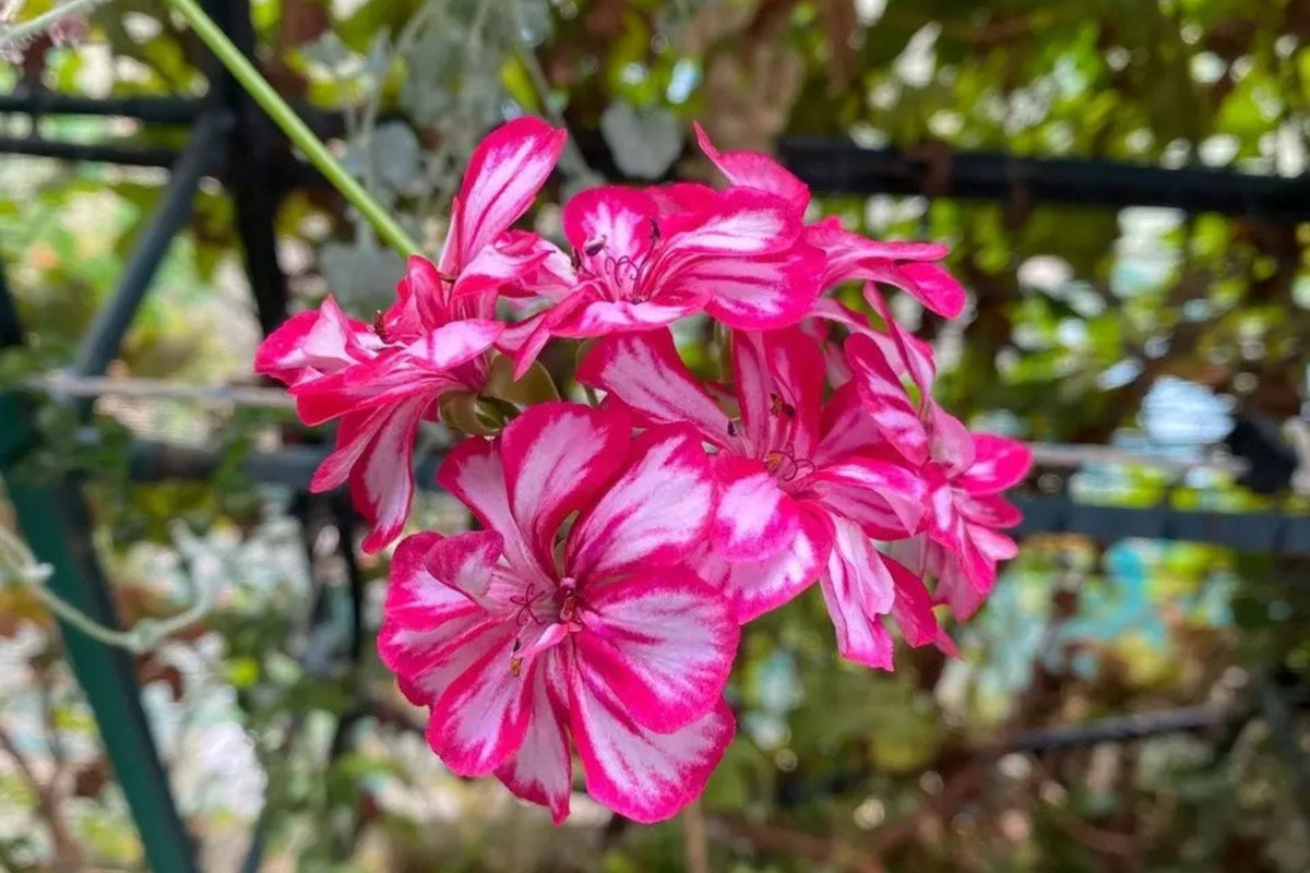 Precision Burgundy Ice Ivy Leaf Geranium Seeds – 25 Trailing Ivy-Leaf Pelargonium Seeds for Containers & Hanging Baskets