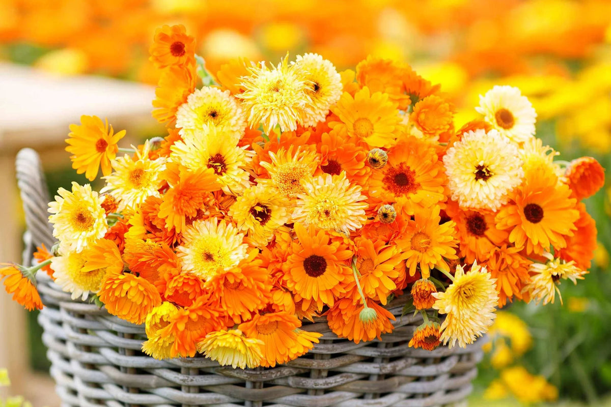 Pacific Beauty Mix Calendula Seeds | Non-GMO | Edible Flowers | 50-1,000 Seeds