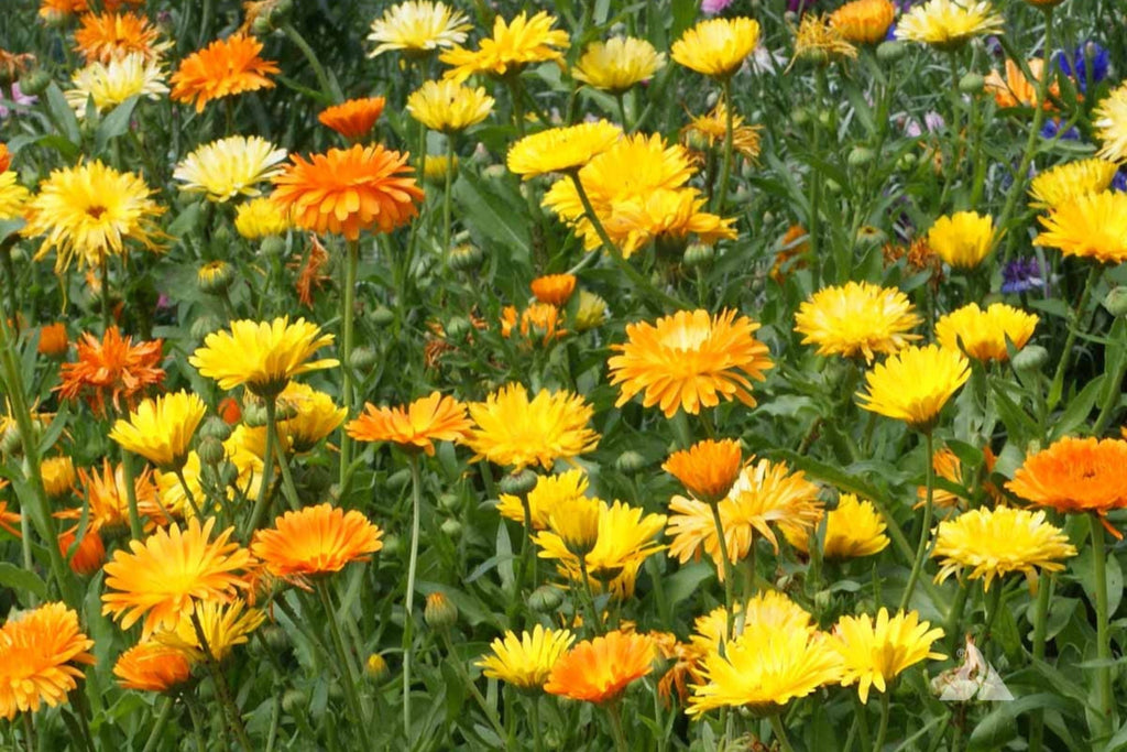 Pacific Beauty Mix Calendula Seeds | Non-GMO | Edible Flowers | 50-1,000 Seeds