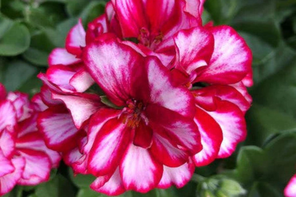 Precision Burgundy Ice Ivy Leaf Geranium Seeds – 25 Trailing Ivy-Leaf Pelargonium Seeds for Containers & Hanging Baskets