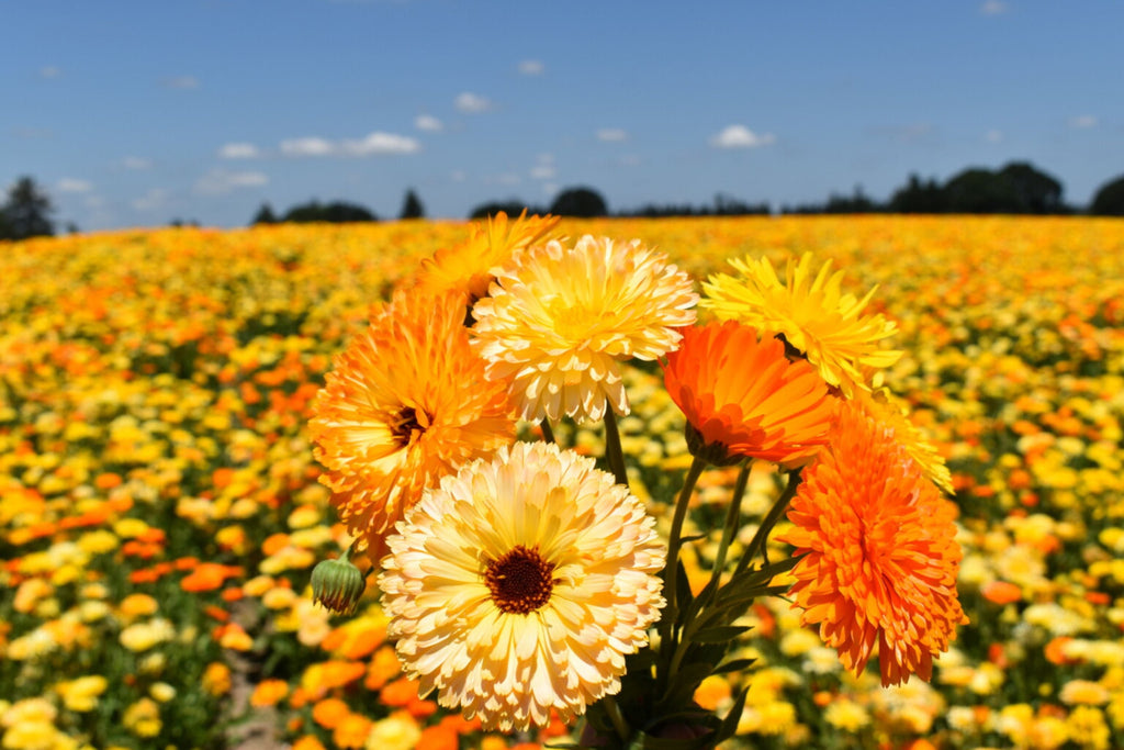 Pacific Beauty Mix Calendula Seeds | Non-GMO | Edible Flowers | 50-1,000 Seeds